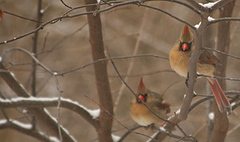 two female cardinals