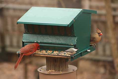 3 birds at the feeder