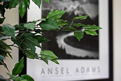 tree branch and ansel adams