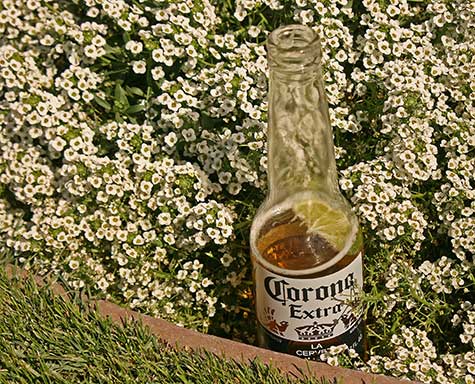 beverage among the flowers