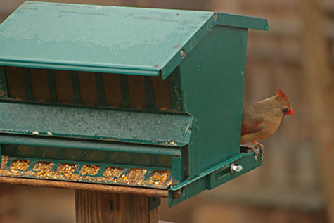 Female Cardinal at bird feeder