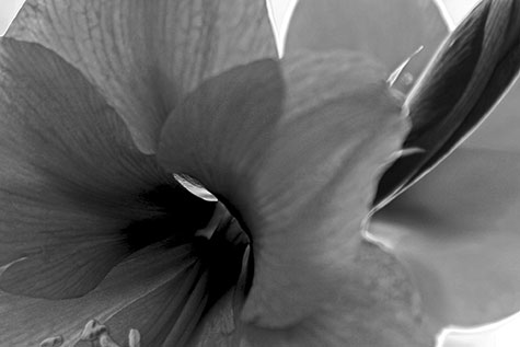 black and white amaryllis