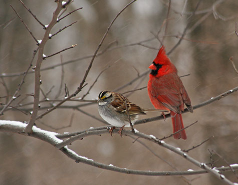 Cardinal and friend