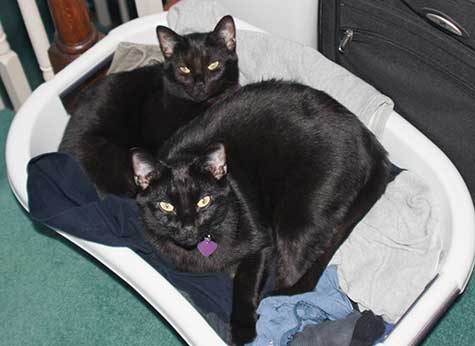 cats in the laundry basket