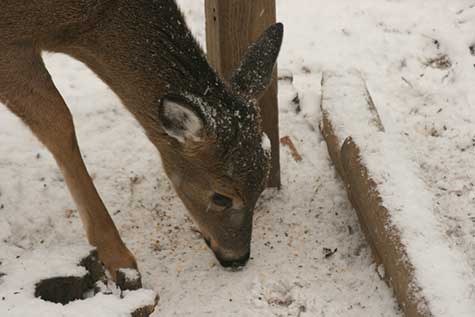 deer at the bird feeder