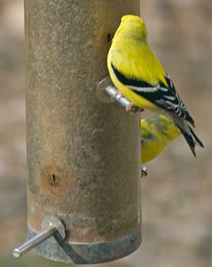 finch with turned head