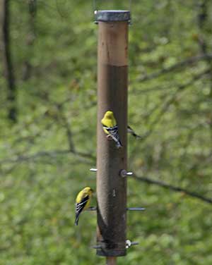 finches at the feeder