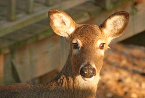 deer in first morning light