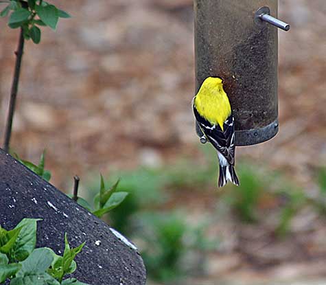 one yellow finch