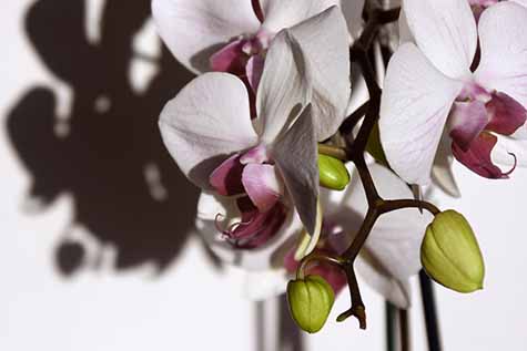 orchids and shadows