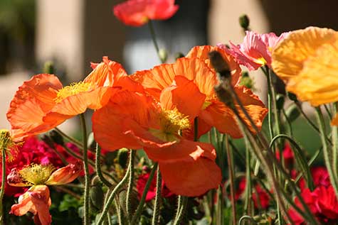 colorful desert flowers