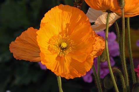 orange flower 4