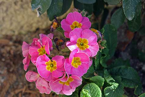 pink California flowers