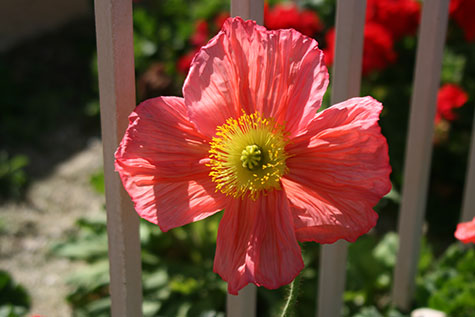 california flower