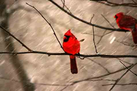 snowy cardinals