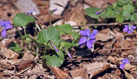 violets growing in the woods