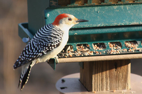 woodpecker in early morning