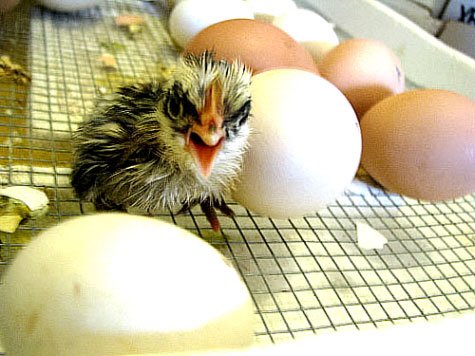 angry little chick