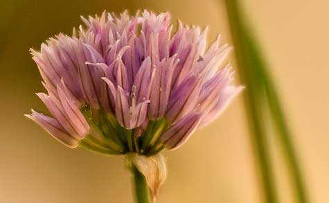 chive flower closeup