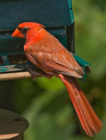 male cardinal