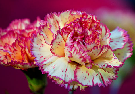 carnation