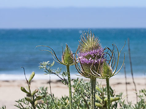 beach flower