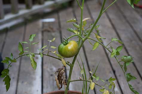 lone tomato plant
