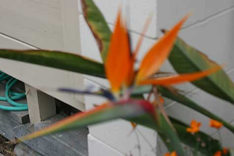 out of focus bird of paradise