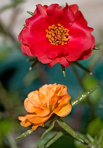 red moss rose