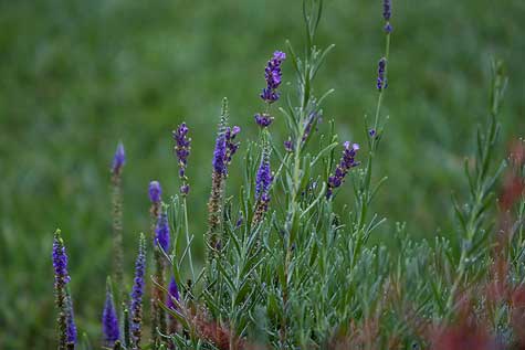 speedwell and lavender