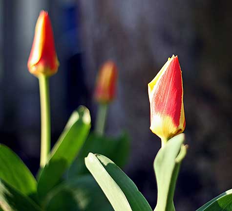 tulip bud