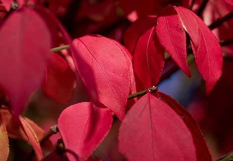 close up of burning bush leaves