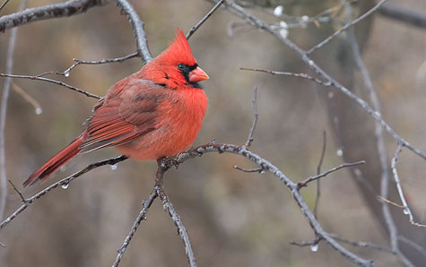 male cardinal on frozen branch