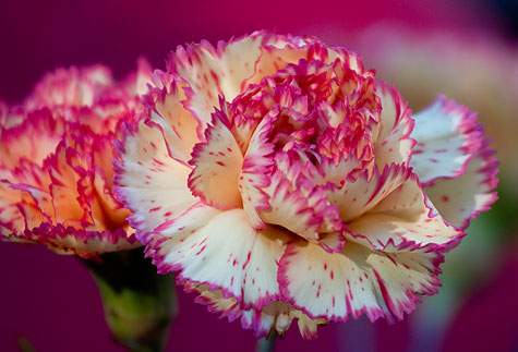 carnation closeup