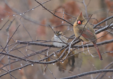cold female cardinal