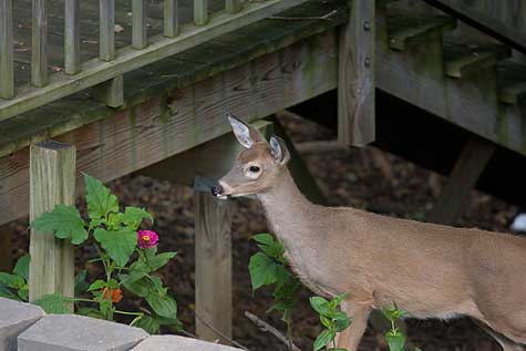 deer eating zinnias