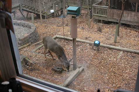 deer eating in backyard
