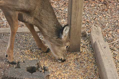 deer eating seed