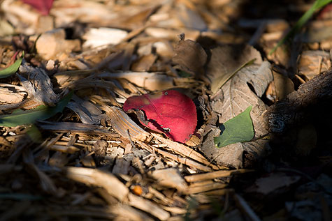 red leaf