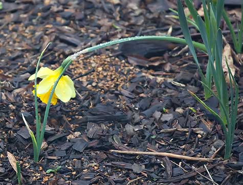 beaten-daffodil
