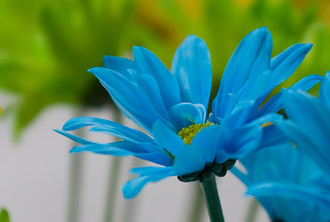 Blue Flowers on Bright Blue Flowers