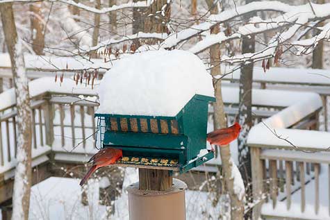 cardinals at the feeder