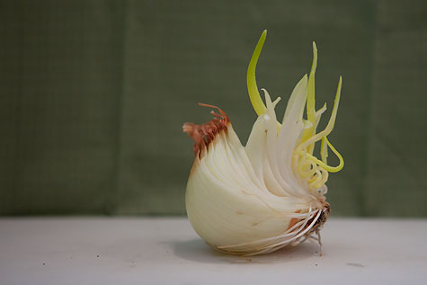 chihuly-onion-2