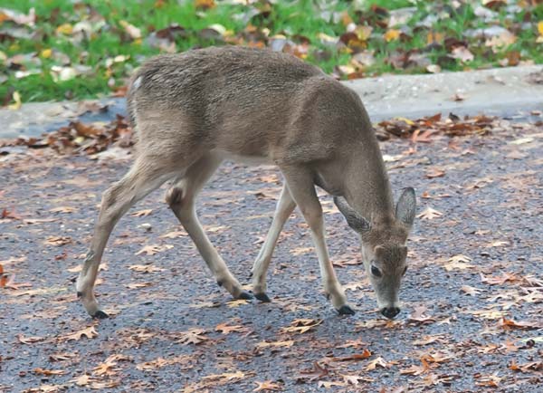 deer-in-street-2645