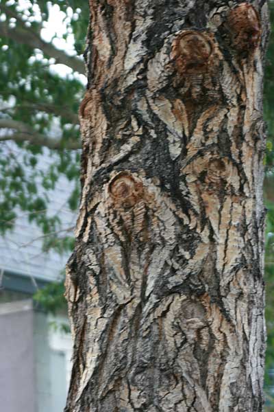 pine tree bark
