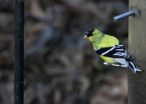 finch-almost-yellow