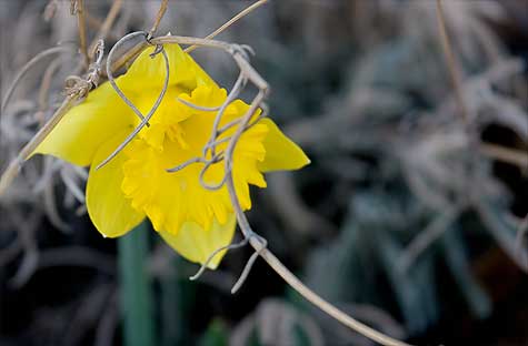 first-daffodil