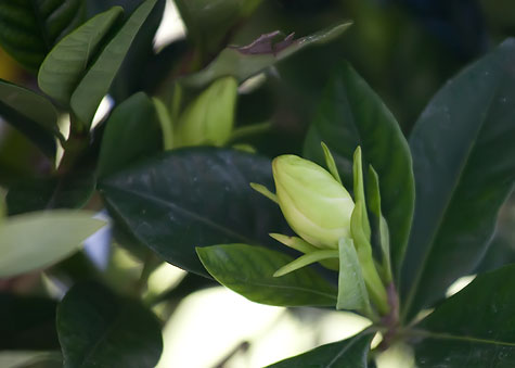 gardenia-bud-2-1