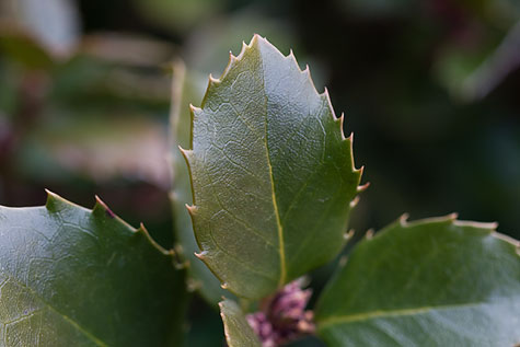 holly-leaf