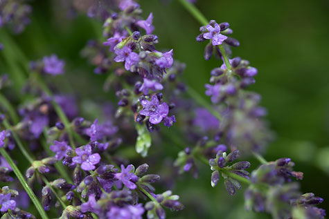 lavender-bush